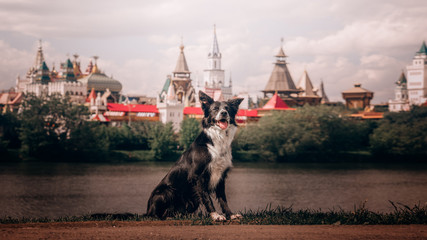 Border Collie