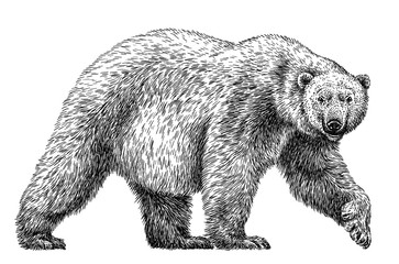 black and white engrave isolated bear illustration