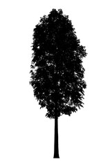 Wall Mural - tree silhouette white background isolated nature object