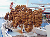 Fototapeta Natura - Natural sea sponges in Tarpon Springs, Florida, U.S.A.