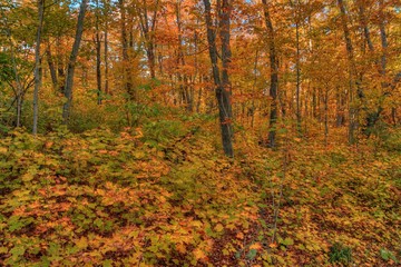 Wall Mural - Oberg Mountain is part of the Sawtooth Range on the North Shore in Minnesota