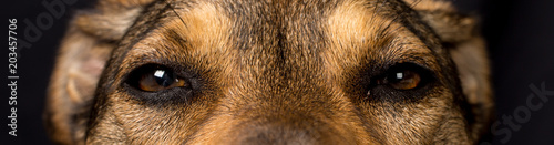 Fotografía Mixed breed dog looking suspiciously
