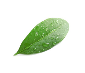 Green leaf with dew on white background