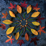 Fototapeta Zwierzęta - Autumn leaves in mandala shape flat lay on dark background. Natural meditative technic for calm down