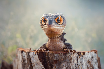 Wall Mural - Crocodile Skink On Tree