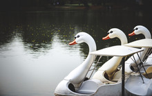 Swan Paddle Boats In A Lake