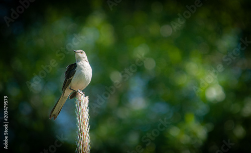 Fotomural Northern Mockingbird (Mimus polyglottos) Perched on Long Leaf Pine