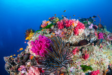 Beautiful, Colorful Tropical Coral Reef In Asia