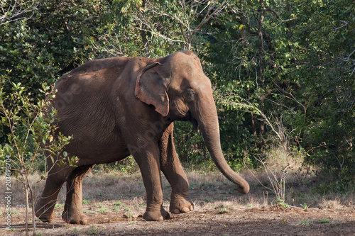 Fotografie, Obraz Sen Monorom Cambodia, Asiatic elephant emerging from forest