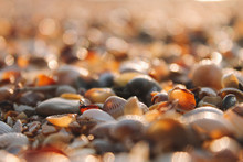 Many Small Sea Shells