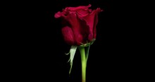 Time-lapse Of Dying Red Rose Isolated On Black Background