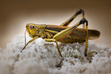 Close Up Of Grasshopper On White Sand