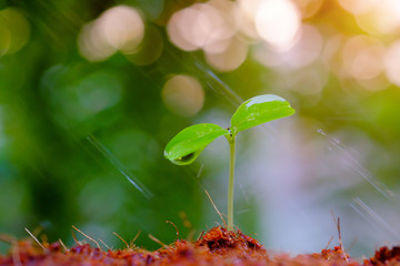 Poster - Sapling, water and sunlight