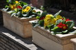 © vitaliiaberestok - Mmulti-colored decorative primrose in ceramic rectangular flowerpots