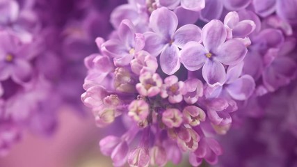 lilac. blooming lilac closeup over violet background. spring scene. opening flowers time lapse. 4k u