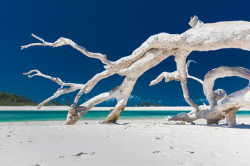  White driftwood tree on amazing Whitehaven Beach with white sand in the Whitsunday Islands, Queensland, Australia