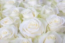 Close-up Shot Of White Roses