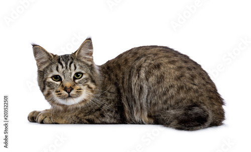 Pixie Bob Cat Kitten Laying Down Side Ways Isolated On White