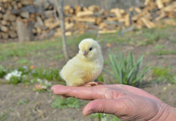 Wall Mural - Very small chicken 2