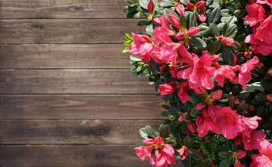 Poster - Floral background for gardening. Beautiful magenta azaleas flowers on a brown wooden background with copy space, top view. Wooden template with border of a flowering azaleas.