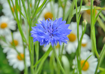 Sticker - Cornflower 2