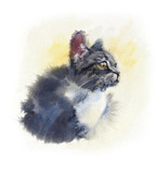 Fototapeta Konie - Sad domestic kitten. Watercolor hand drawn illustration