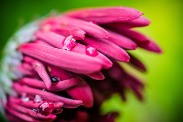 Wall Mural - Title: macro Gerbera Daisy in red bursting to bloom just after rain. Soft focus background