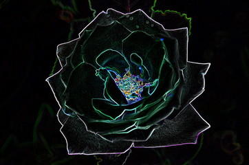 Poster - 
Abstract drawing of a rose in gloomy colors using computer processing.
