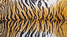 Close-Up Shot Of Real Indo-Chinese Tiger (Panthera Tigris Corbetti) Skin / Pelt.