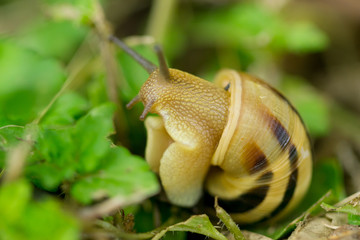 Close up macro of snail on green leafs