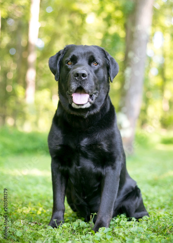 A Purebred Labrador Retriever Dog With Shiny Black Fur Stock Photo Adobe Stock