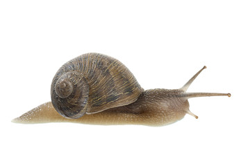 Brown Garden Snail Isolated   