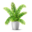 Palm tree leaves in a pot. A plant for decorating an interior of a house or an office. Vector realistic illustration.
