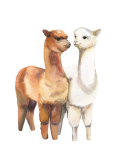Lamas. Pair.Watercolor Illustration On White Background.Isolated.