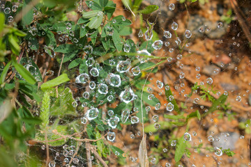 Droplets in a spiderweb