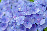 雨上がりの紫陽花　Hydrangea