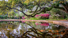 Azalea Garden In Spring - South Carolina With Live Oaks