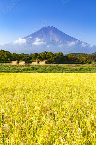 富士山と収穫を迎えた稲田の風景 山梨県富士吉田市農村公園にて Adobe Stock でこのストック画像を購入して 類似の画像をさらに検索 Adobe Stock