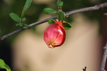 pink flower bud