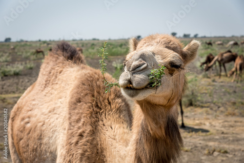 Fotografie, Obraz Portrait of an Indian Dromedary Camel Standing in Front of a Herd of Camels in t