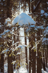 Wall Mural - A pile of snow on spruce branches in a winter forest, a beautiful winter day