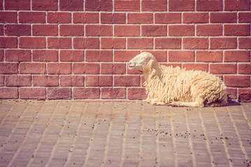 Brown sheep laying down on concrete floor with red brick wall in the background at countryside.