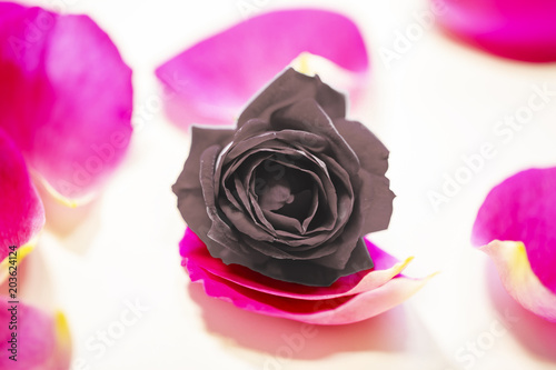 グレー紫のバラとピンクの花びら 黒薔薇イメージ Buy This Stock Photo And Explore Similar Images At Adobe Stock Adobe Stock