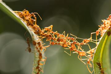 Wall Mural - Ant action standing.Ant bridge unity team,Concept team work together