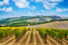 Vineyard Landscape In Tuscany, Italy.