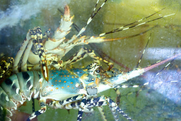 Colorful lobster in the aquarium tank