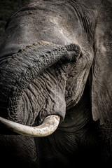 Wall Mural - Nahaufnahme Kopf afrikanischer Elefant (Loxodonta africana)