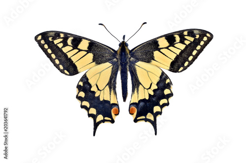 Fotomural Old world swallowtail butterfly (Papilio Machaon), isolated on white