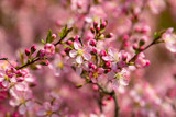 Fototapeta Tulipany - Red cherry blossoms 