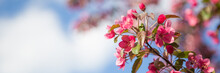 Web Banner With Pink Flower Cherry Blossom Against A Blue Sky During Springtime